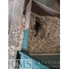 Douglas Shaving Mill Operation Shavings Mill